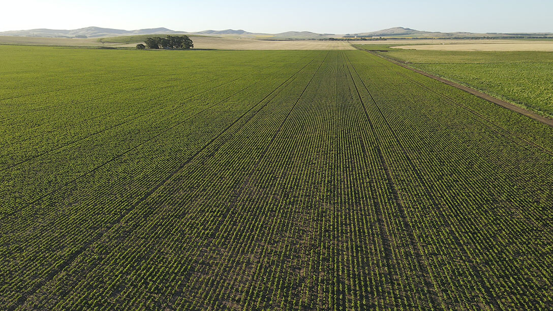 Agricultura